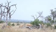 Viral Video of Lion Cubs Discovering All-New Seesaw in the Wild Will Leave You Smiling From Ear to Ear!
