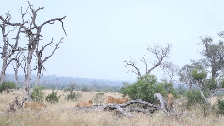 Viral Video of Lion Cubs Discovering All-New Seesaw in the Wild Will Leave You Smiling From Ear to Ear!