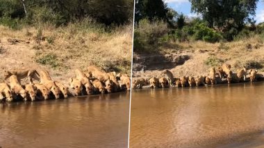 STUNNING! 20 Lions Drink Water Together at River in South Africa's Mala Mala Game Reserve, Spectacular Sight Caught on Camera! (Watch Video)