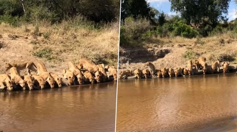 20 Lions Drink Water at River in South Africa's Mala Mala Game Reserve, Spectacular Sight Captured