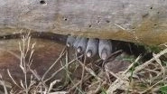 The Dead Man&rsquo;s Fingers is the Stuff Nightmares Are Made Of! Few Creepy Facts and Eerie Pics of Xylaria Polymorpha Fungi That Will Send Chills Down Your Spine