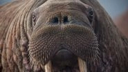 Hunters Are Paying &pound;10,000 to Chop off Giant Walruses' 22-inch Penis Bone To Have Them As Trophies