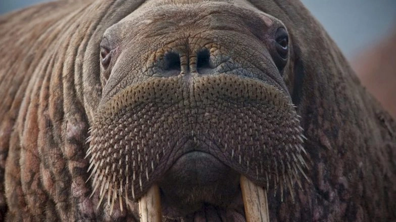 Hunters Are Paying £10,000 to Chop off Giant Walruses' 22-inch Penis Bone To Have Them As Trophies