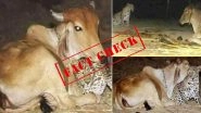 Did Cow in Assam Cuddle a Leopard Cub? Here's a Fact as Old Images Go Viral Amid Lockdown