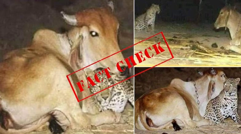 Did Cow in Assam Cuddle a Leopard Cub? Here's a Fact as Old Images Go Viral Amid Lockdown