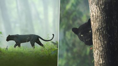 Old Pics of Rare Black Panther Photographed by Shaaz Jung From Kabini, India Go Viral!