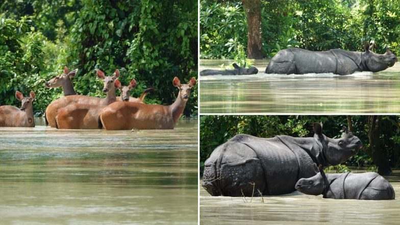 Assam Floods: 80% of Kaziranga National Park Submerged in Water, Heartbreaking Pics and Videos Show Rhinoceros & Other Animals Trying to Escape the Waterlogged Region