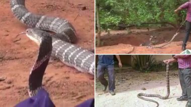 King Cobra Rescued From Well in Odisha's Burujhari Village, See Pics
