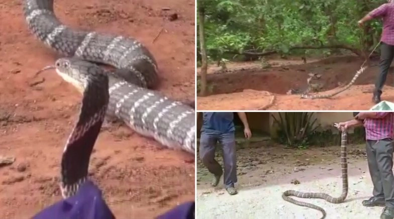 King Cobra Rescued From Well in Odisha's Burujhari Village, See Pics