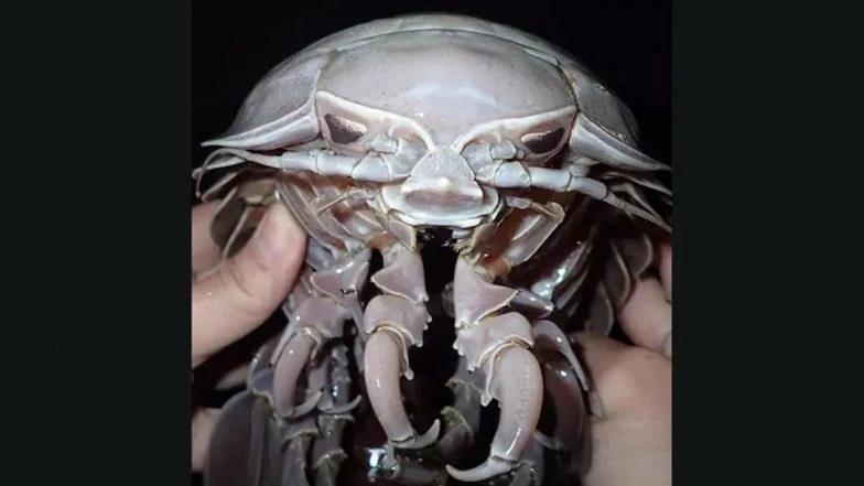 New Species of 14-Legged Sea Cockroach Found in Indian Ocean Will Leave You Wide-Eyed! 'End Is Near', Twitter Comes up with Funny Memes and Reactions