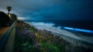 Sea Waves Sparkles in Blue at Night: Scientists Explain How Dinoflagellates When 'Squeezed Tight' Cause Bioluminescent Light Waves on the Seashore