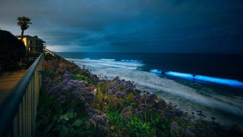 Sea Waves Sparkles in Blue at Night: Scientists Explain How Dinoflagellates When 'Squeezed Tight' Cause Bioluminescent Light Waves on the Seashore