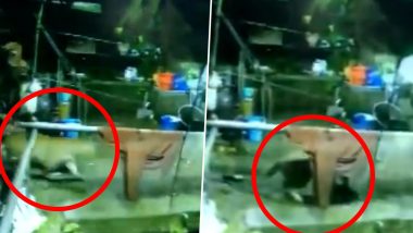 Tallital: Leopard Enters House, Attacks Dog And Takes It Away, Watch Chilling Video