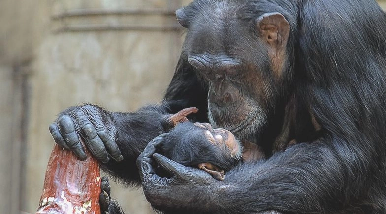 World Chimpanzee Day 2020: Here Are 10 Lesser-Known Facts About the Chimps