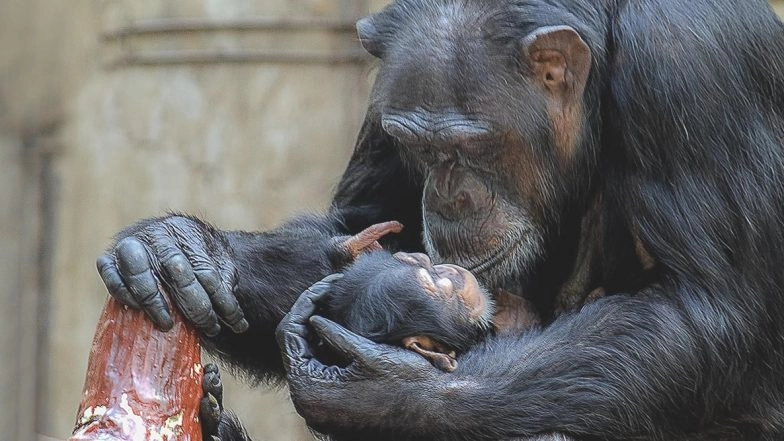 World Chimpanzee Day 2020: Here Are 10 Lesser-Known Facts About the Chimps, Human’s Closest Living Relatives From the Animal Kingdom