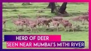Herd Of Deer Seen Near Mumbai&rsquo;s Mithi River As Nature Heals Amid COVID-19 Lockdown, Twitter Amazed