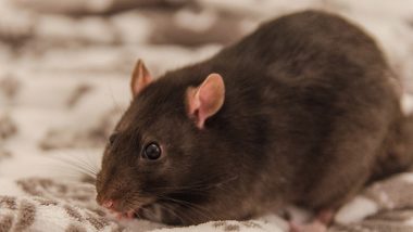 Plague of Ravenous, Destructive Mice Tormenting Australians; Local Government Orders Banned Poison Bromadiolone From India