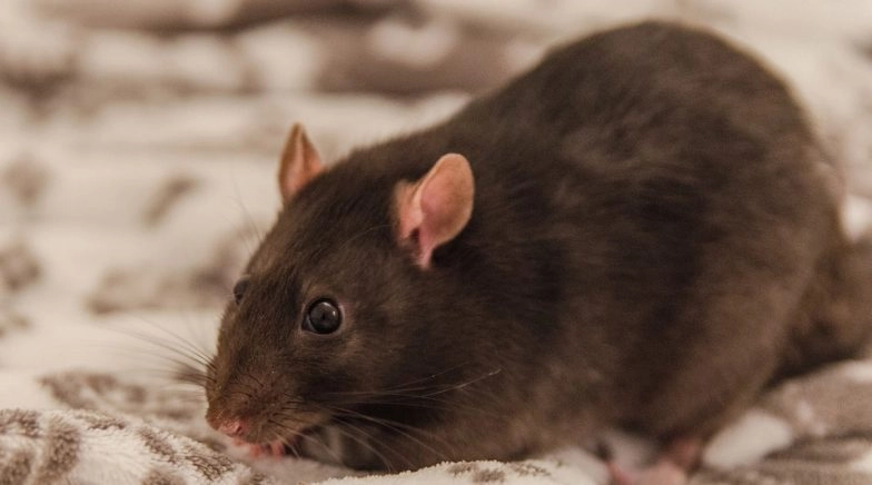 Bubonic Plague Case Confirmed in Mongolia's Govi-Altai Province