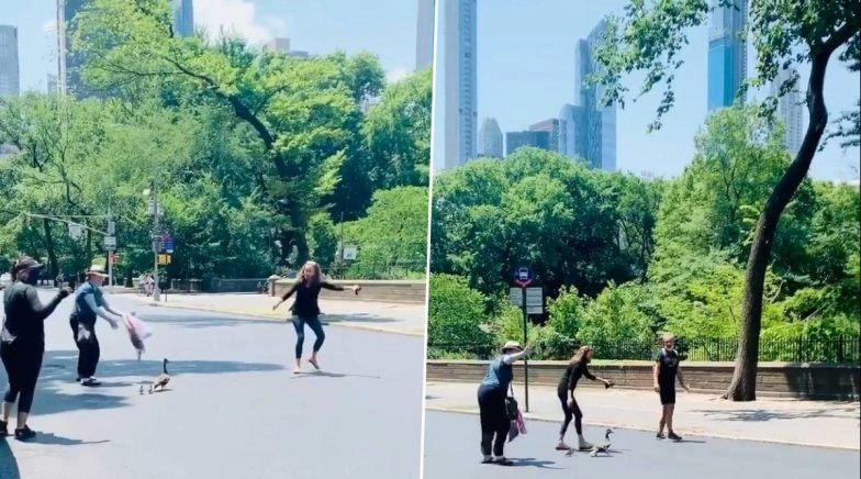 Congresswoman Kathleen Rice Stops NYC Traffic to Help Mama Duck & Her Ducklings Cross Road