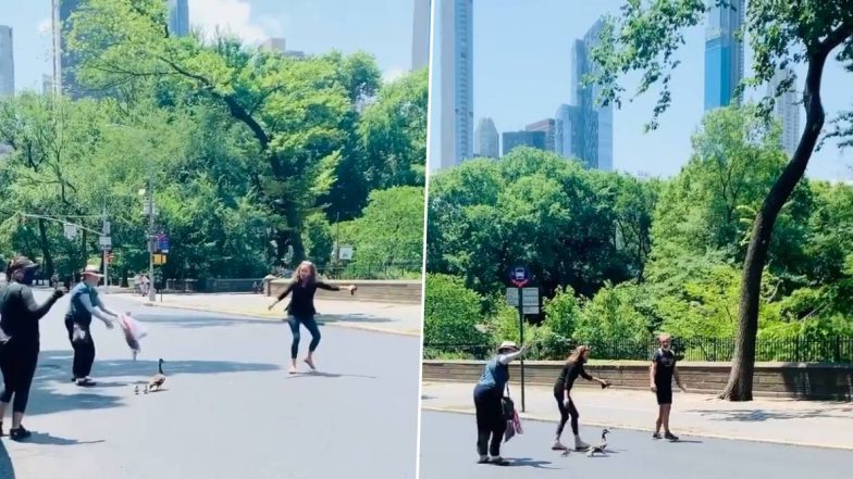 Congresswoman Kathleen Rice Stops NYC Traffic to Help Mama Duck and Her Ducklings Cross Road, Adorable Video is Winning Hearts on the Internet!