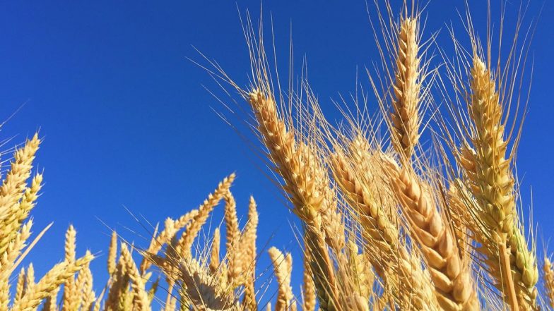 Rye Health Benefits: From Weight Loss to Preventing Gallstones, Here Are Five Reasons to Eat This Grain