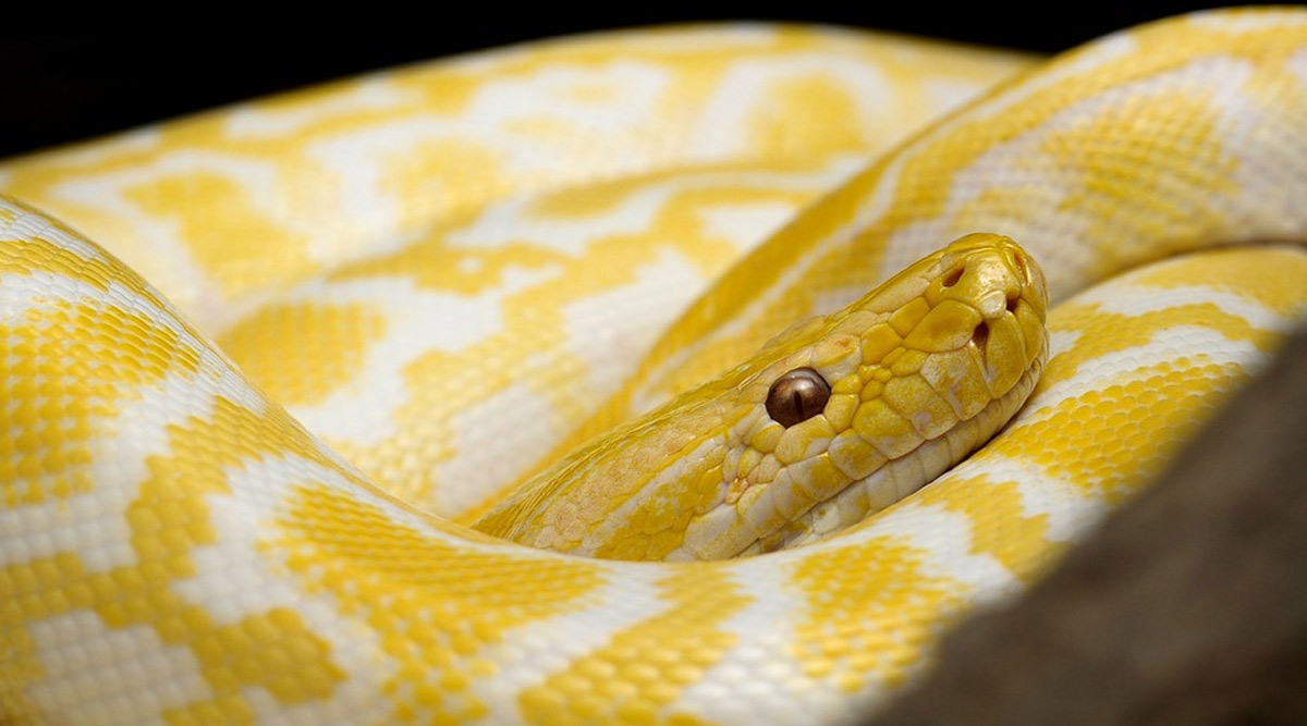 albino burmese python stuffed animal