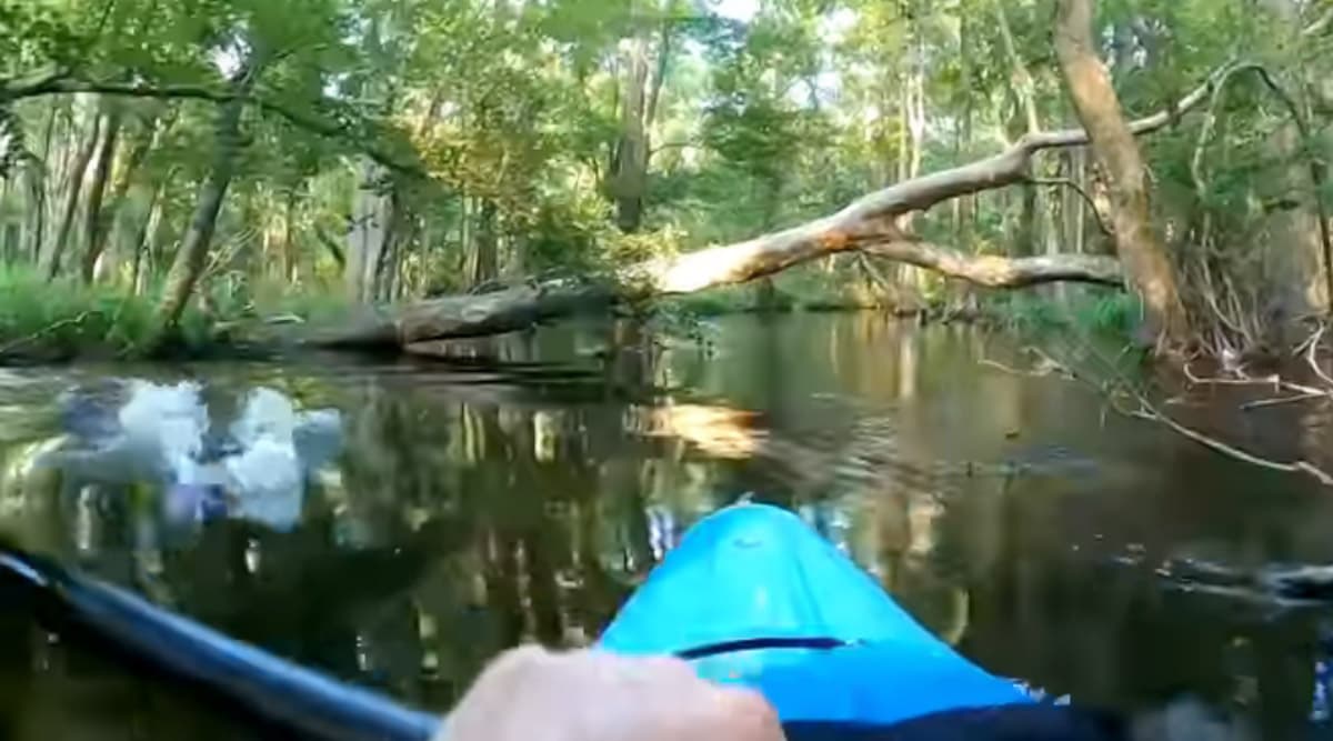 Alligator Attacks Kayak Pushing Man Off Into The Water in North Carolina, Watch Scary Video