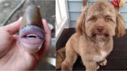Fish With Human-Like Teeth And Lips Spotted in Malayasia; 4 Times Animals And Other Creatures With Human Face & More Features Shocked the Internet (Pictures & Videos)