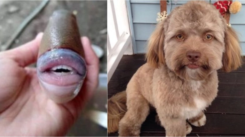 Fish With Human-Like Teeth And Lips Spotted in Malayasia; 4 Times Animals And Other Creatures With Human Face &amp; More Features Shocked the Internet (Pictures &amp; Videos)