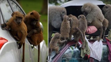 TERRIFYING! Baboons Wielding ‘Knives and Chainsaw’ Spotted at Knowsley Safari Park in Merseyside, Pranksters  Believed to be Responsible (See Pictures)