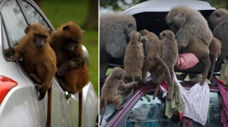 Baboons Wielding ‘Knives and Chainsaw’ Spotted at Knowsley Safari Park in Merseyside (See Pictures)