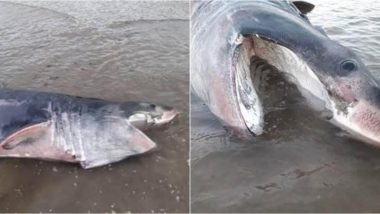 Beached Basking Shark in North Yorkshire Put Down After Failed Efforts to Rescue (See Pictures)