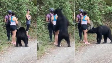 Friendly Wild Bear That Went Viral After Posing For Selfies With Hikers in Mexico to be Trapped, Activists Sign Petition Against Its Relocation