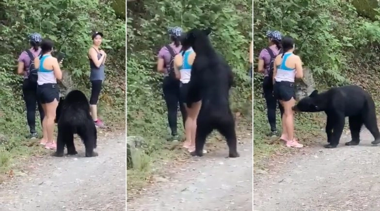 Friendly Wild Bear That Went Viral After Posing For Selfies With Hikers in Mexico to be Trapped