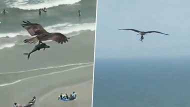 Flying Sharks? Osprey Bird Caught Preying on a Big Fish on South Carolina  Beach, Twitterati is Amused (Watch Viral Video) | ðŸ‘ LatestLY