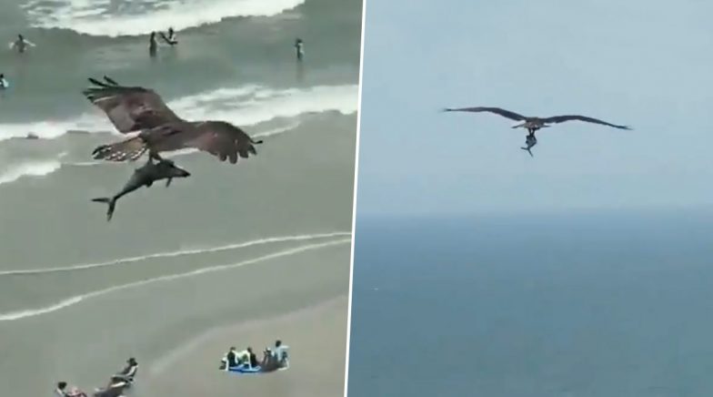 Osprey Bird Caught Preying on a Big Fish on South Carolina Beach, Twitterati is Amused