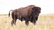 Bison Gores Californian Woman at Yellowstone National Park as She Got Within 100 Feet of Animal to Take Photos