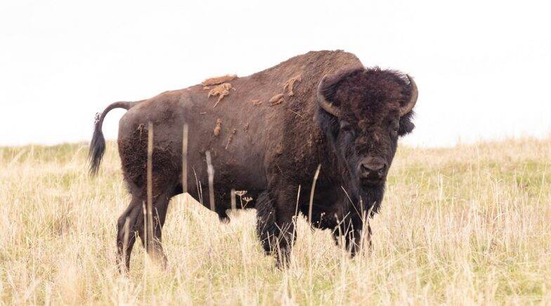 Bison Gores Californian Woman at Yellowstone National Park as She Got Within 100 Feet of Animal