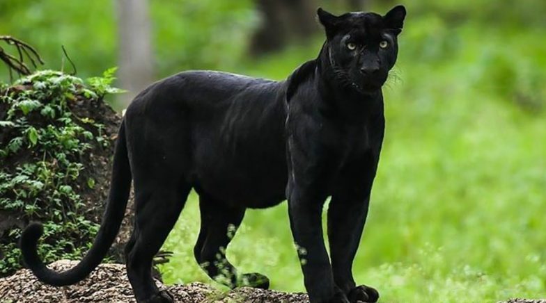 Watch: Officials At Nagarahole Tiger Reserve Capture Melanistic