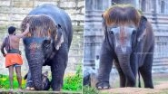 Meet Bob-Cut Sengamalam, The Tamil Nadu Elephant Whose New Hairstyle Has Made Jumbo the Internet Favourite (See Adorable Pictures)