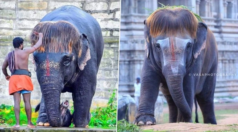 Bob-Cut Sengamalam, Tamil Nadu Elephant Whose New Hairstyle Has Made Jumbo the Internet Favourite