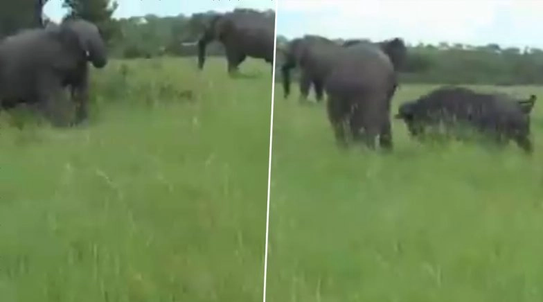 Wild Buffalo Chasing Away Elephant is Proof That a Strong Mind Can do Wonders! (Watch Video)