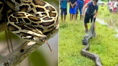 16-Foot Burmese Python Snake Rescued in Assam’s Nagaon District, Know Interesting Facts About One of the Largest Species of Snakes