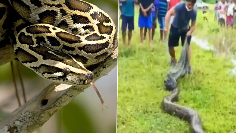 16-Foot Burmese Python Snake Rescued in Assam’s Nagaon District, Know Interesting Facts About One of the Largest Species of Snakes