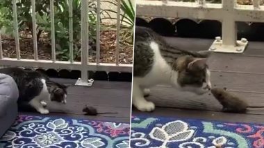 Tom And Jerry Finally End Their Differences? Video of a Cat And Rat Having a Friendly Moment Goes Viral Surprising Netizens!