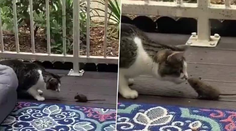 Tom And Jerry Finally End Their Differences? Video of a Cat And Rat ...