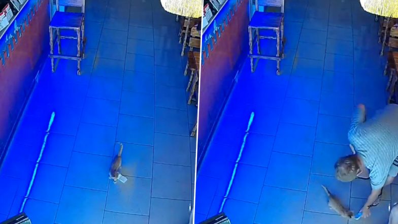 Cat Needs Cash! Burglar Feline Tries to Steal Bundle of Currency Notes From Russian Pub Twice (Watch Videos)