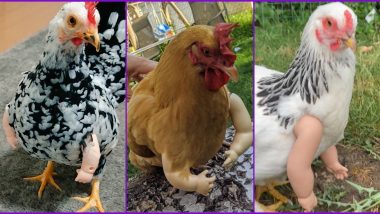 Remember Birds With Arms? People Are Now Buying Artificial Arms For Their Chickens and The Result is Unsettling Yet Hilarious (Watch Pics and Video)