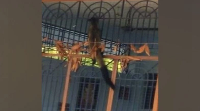 Rare Indian Civet Spotted at Satyasai Temple in Andhra Pradesh's Srikakulam (See Picture)