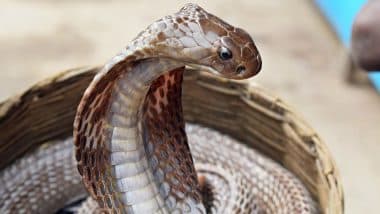 Murder Via Snake Bite New Trend, Says Supreme Court While Denying Bail to Accused